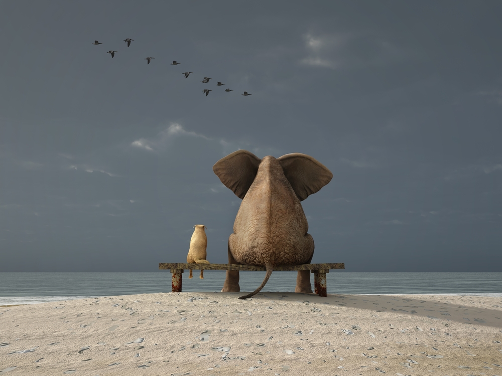elephant, seesaw