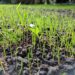 NAMI, grassroots
