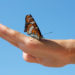 moth, positive