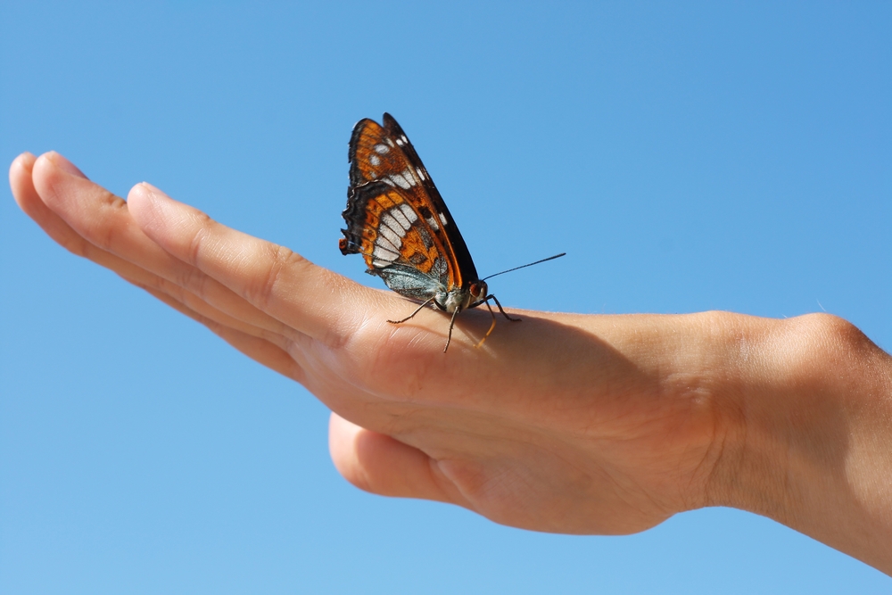 moth, positive