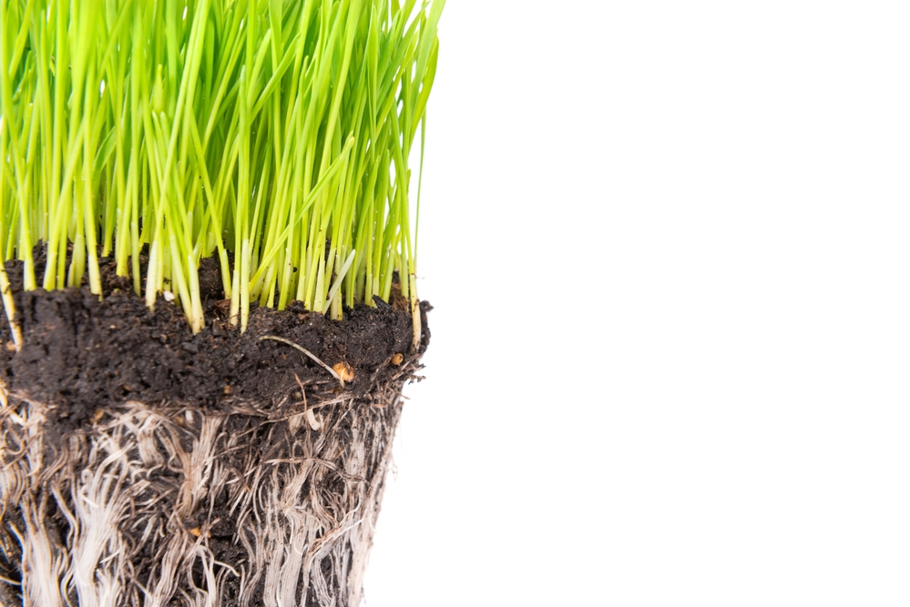 grassroots